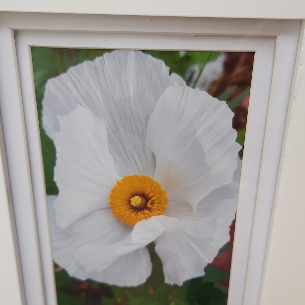 Original Photograph.
